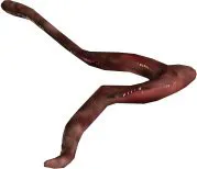 Shoggoth Tentacle