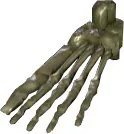 Skeleton Foot