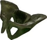 Skeleton Hip