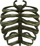 Skeleton Ribs