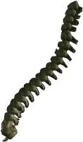 Skeleton Spine