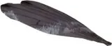 Small Bird Wing