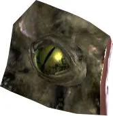 Zadul Eye