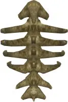 Zadul Spine